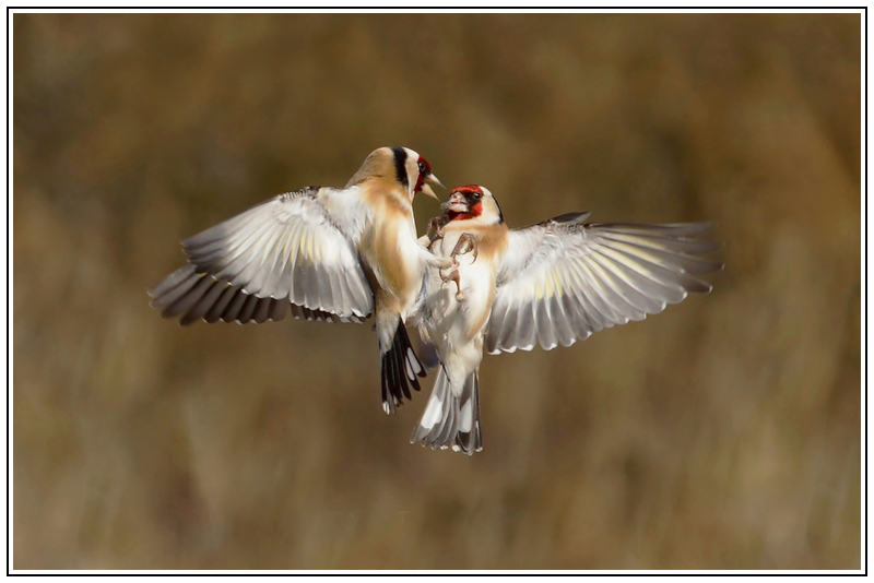 Chardonnerets combat (1).jpg